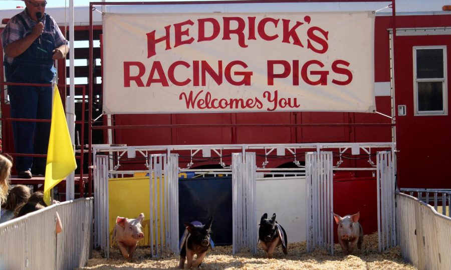 The Hedricks brothers four pigs begin racing for an Oreo Cookie. 
