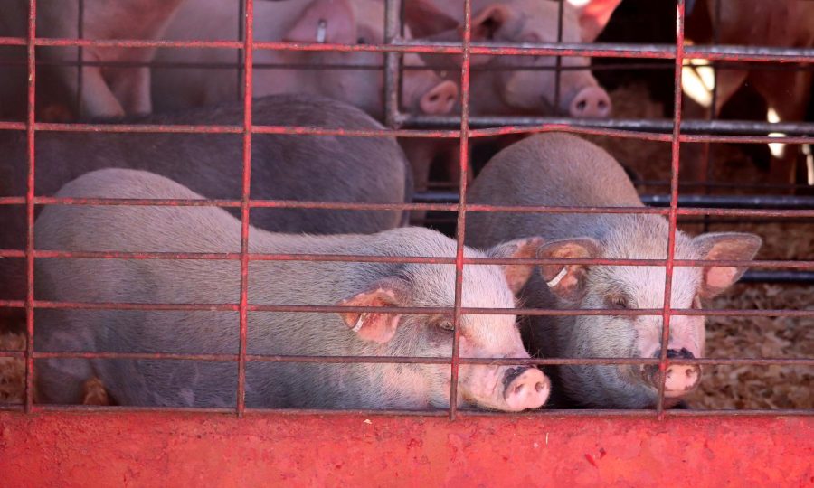 After the pig races, the Hedrick brothers place the pigs in cages so they can travel back to Hutchison, Kansas. 
