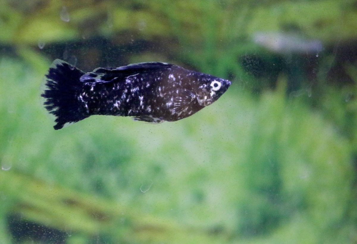A beta fish in Kanean Wendells tank swims around