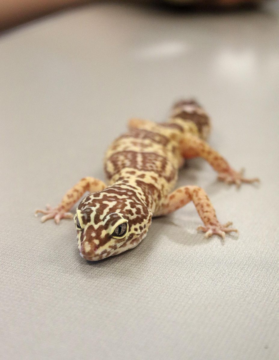 A leopard gecko named Martha in Trey Crows room.  