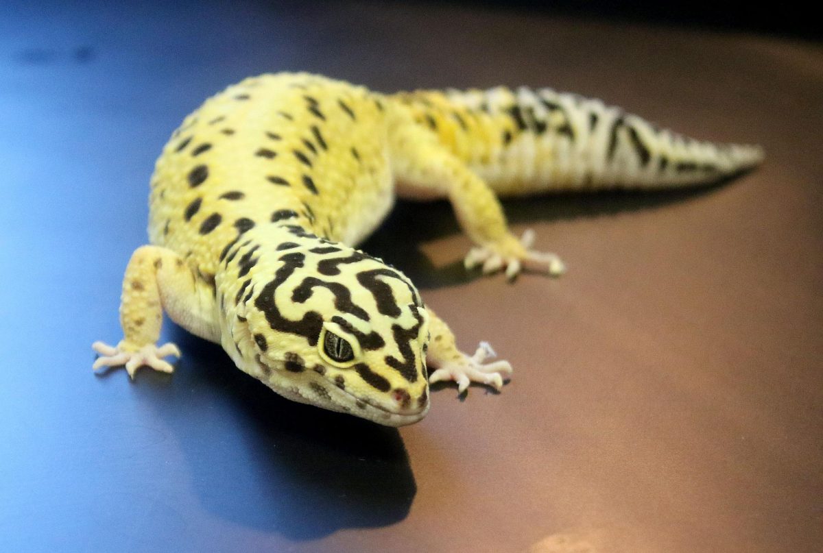 Sharpay is another Leopard Gecko at south, her owner is Melissa Mahoney. 