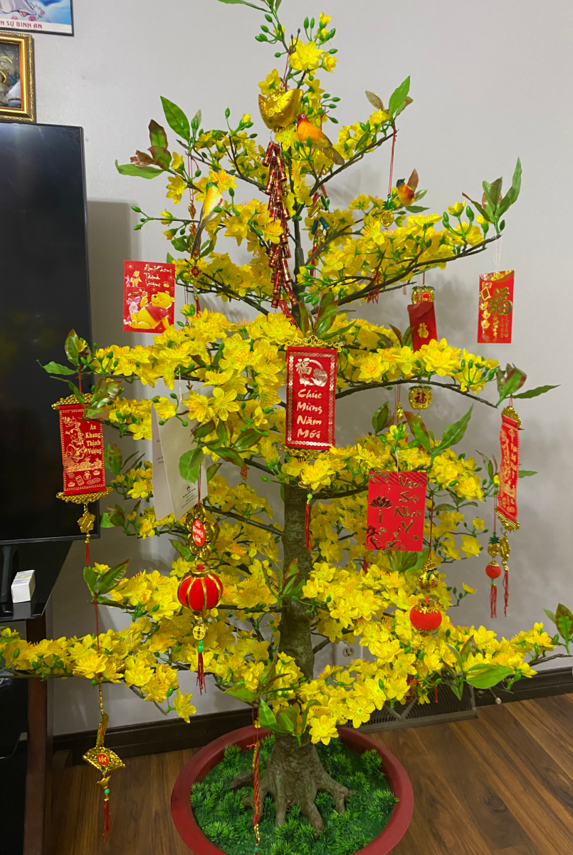 Minh Buis (25) yellow blossom tree. People decorate their houses with the blossoms because it brings prosperity.